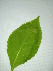 Puccinia komarovii