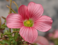 Oxalis pendulifolia