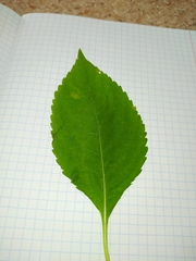 Puccinia komarovii