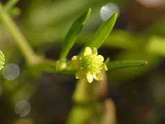 Ranunculus revelierei