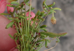 Oxalis pendulifolia