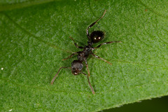 Pseudonotoncus hirsutus