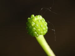 Ranunculus revelierei