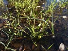 Ranunculus revelierei