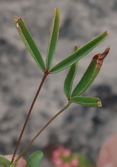 Oxalis pendulifolia