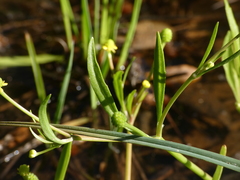 Ranunculus revelierei