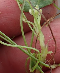 Oxalis pendulifolia
