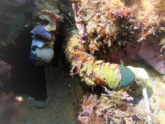 Diopatra dentata