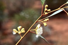 Eucalyptus gracilis