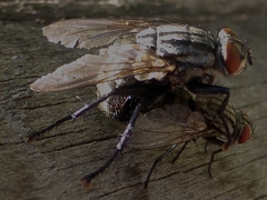 Brachycera
