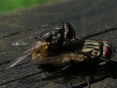 Brachycera