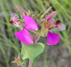 Polygala fruticosa