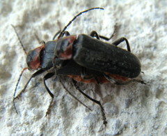 Cantharis reichei