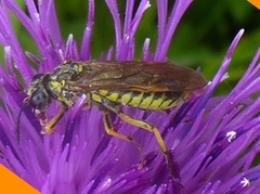 Symphyta