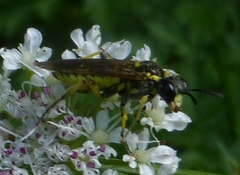 Symphyta