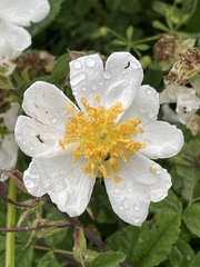 Rosa arvensis
