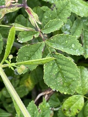 Rosa arvensis