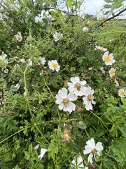 Rosa arvensis