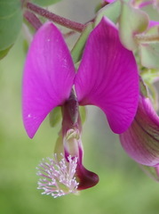 Polygala fruticosa