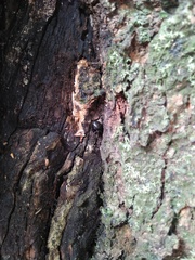Araneus nox