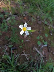 Oxalis robinsonii