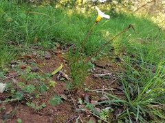 Oxalis robinsonii