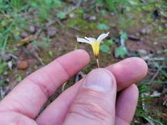 Oxalis robinsonii