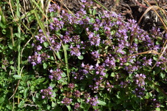 Thymus praecox polytrichus