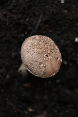 Amanita clelandii