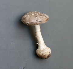 Amanita clelandii