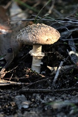 Amanita clelandii
