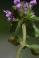 Thymus praecox polytrichus