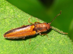 Ludioschema vittiger