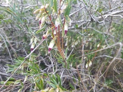 Conostephium pendulum