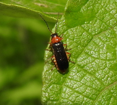 Cantharis flavilabris
