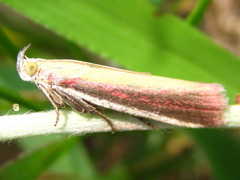Oncocera semirubella