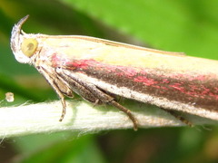 Oncocera semirubella