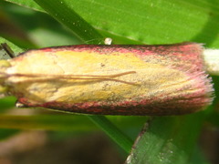 Oncocera semirubella