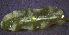 Symphyogyna subsimplex