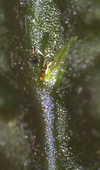 Symphyogyna subsimplex