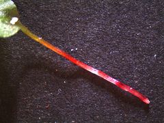 Symphyogyna subsimplex