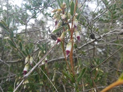 Conostephium pendulum