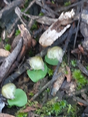 Corybas diemenicus