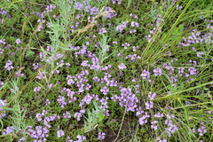 Thymus minussinensis