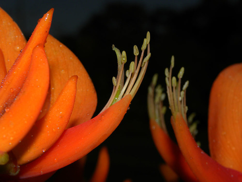 Erythrina poeppigiana