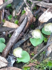 Corybas diemenicus