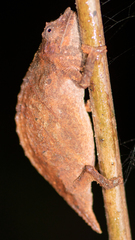 Rhampholeon uluguruensis