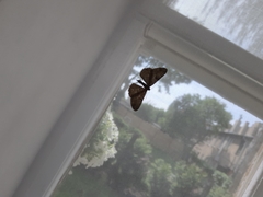 Lepidoptera