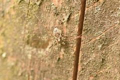 Megabunus diadema