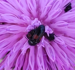 Divales bipustulatus